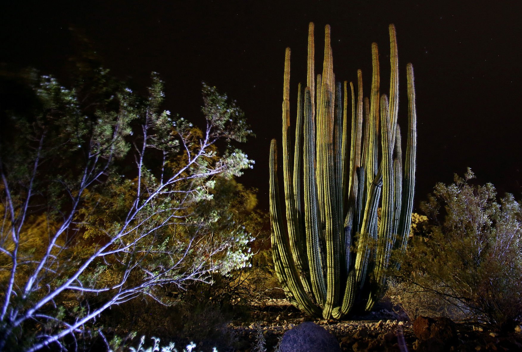 Organ Pipe National Monument